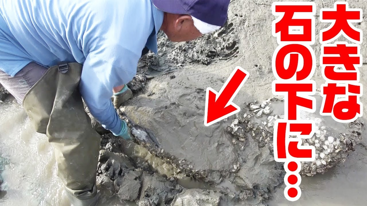 直感型とく父の全部手で捕獲する有明海の海の幸
