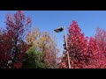 【休日ルーチン・朝散歩】アメリカ楓通りの紅葉、そして護国神社から成巽閣を散策