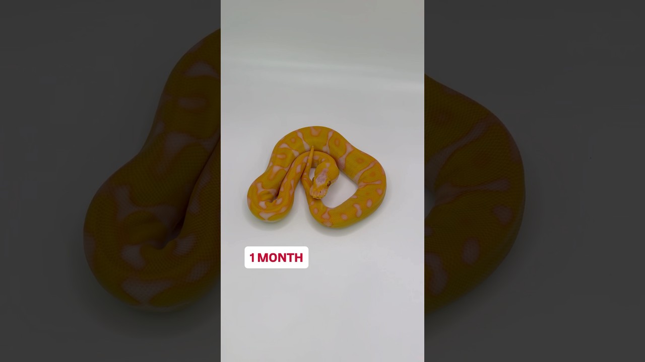 Bal Python COLOR Transformation! Pastel Asphalt Super Starburst🔥