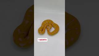 Famous Bal Python COLOR Transformation! Pastel Asphalt Super Starburst🔥 Profile