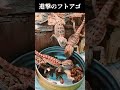 進撃のフトアゴ　#shorts 　#フトアゴヒゲトカゲ