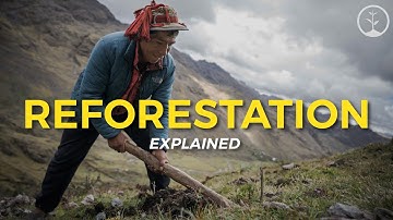 What is Reforestation? | Eco Facts | One Tree Planted