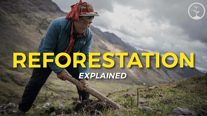 What is Reforestation? | Eco Facts | One Tree Planted