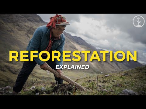 What is Reforestation? | Eco Facts | One Tree Planted