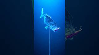 Την έπιασε η κάμερα 🔥 #fishing #nokidnofish #ψάρεμα #underwatercamera