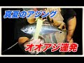 【真夏のアジング 】久々の瀬戸内離島で大アジ連発！！