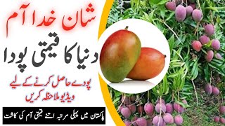 Most Expensive Fruit Tree Mango Plant Shan E Khuda Mango Tree Shane Khuda Mango Nursery
