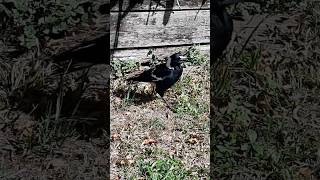 Queensland Magpies Sunbathing Australia