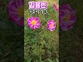 #김용빈 #우중의여인