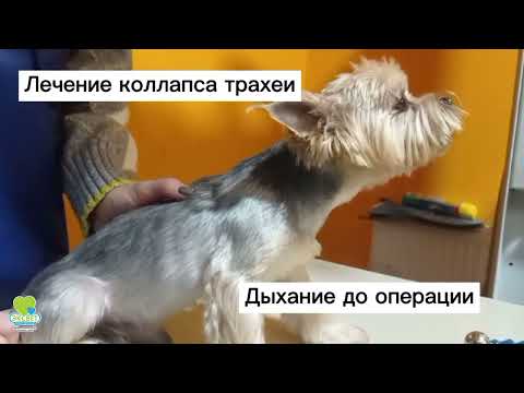 Видео: Кисти на мама на кучетата