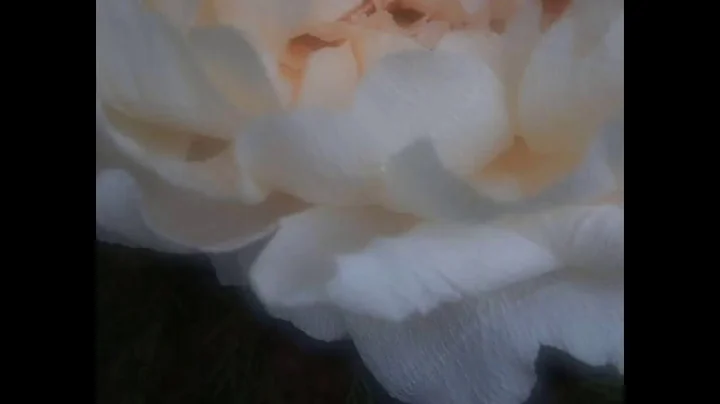Giant Paper Peonies