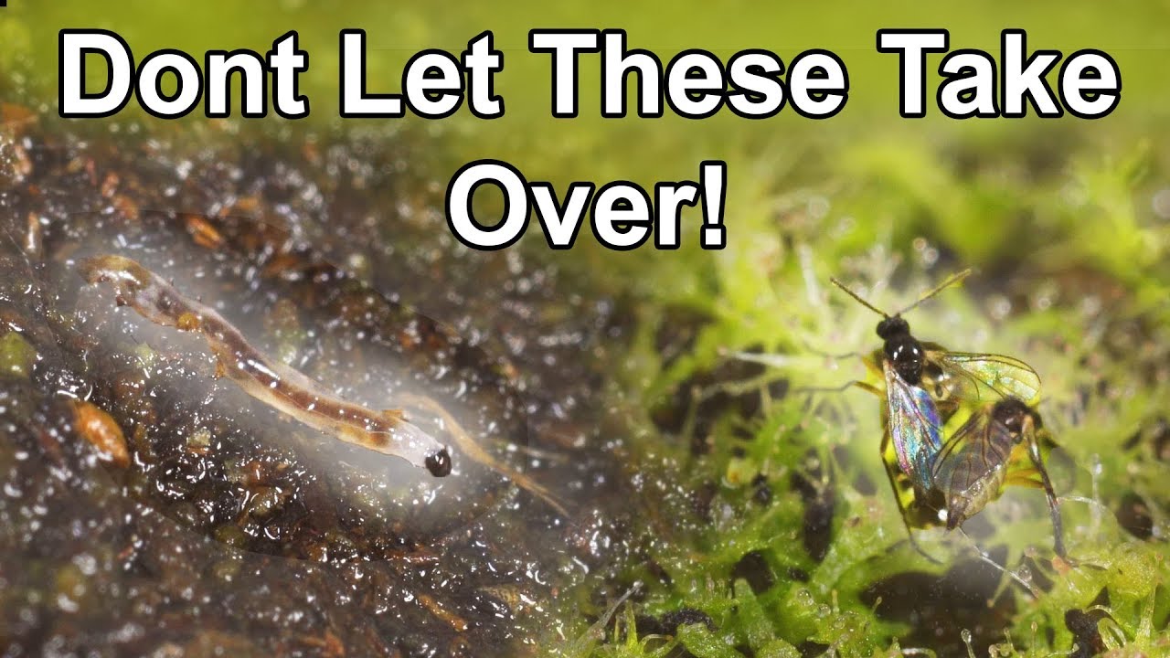 Goodbye, Fungus Gnats! How to Get Rid of Gnats in Plants - Garden Therapy