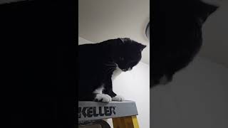 Tux the cat loves climbing our ladder! #cat #tuxedocat