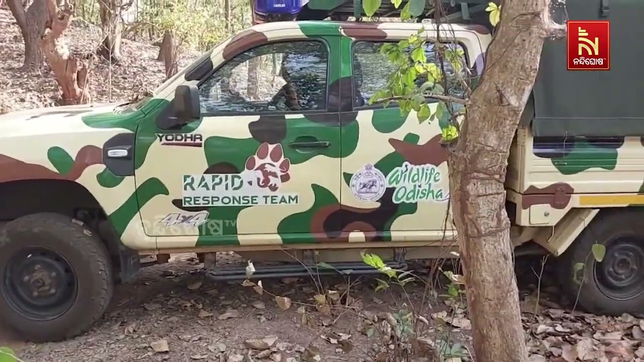 ବୋମା ଖାଇ ଗୁରୁତର ହାତୀର ଚିକିତ୍ସା କଲା ବନ ବିଭାଗ | NandighoshaTV