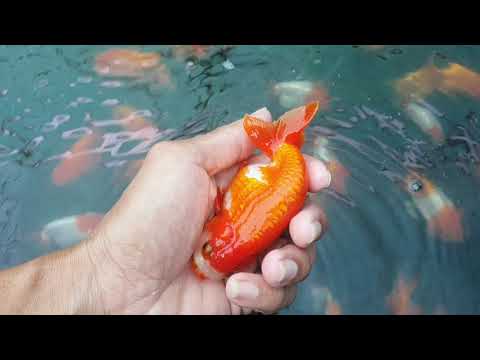Video trại cá vàng ranchu Cần Thơ. # TUẤN ANH CHÀNG MIỀN TÂY... - youtube