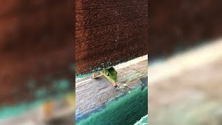 Cute Lizard Has A Tiny Tongue