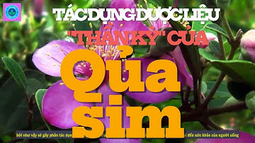 Tác dụng dược liệu chữa bệnh "thần kỳ" của quả sim, ai cũng cần phải biết