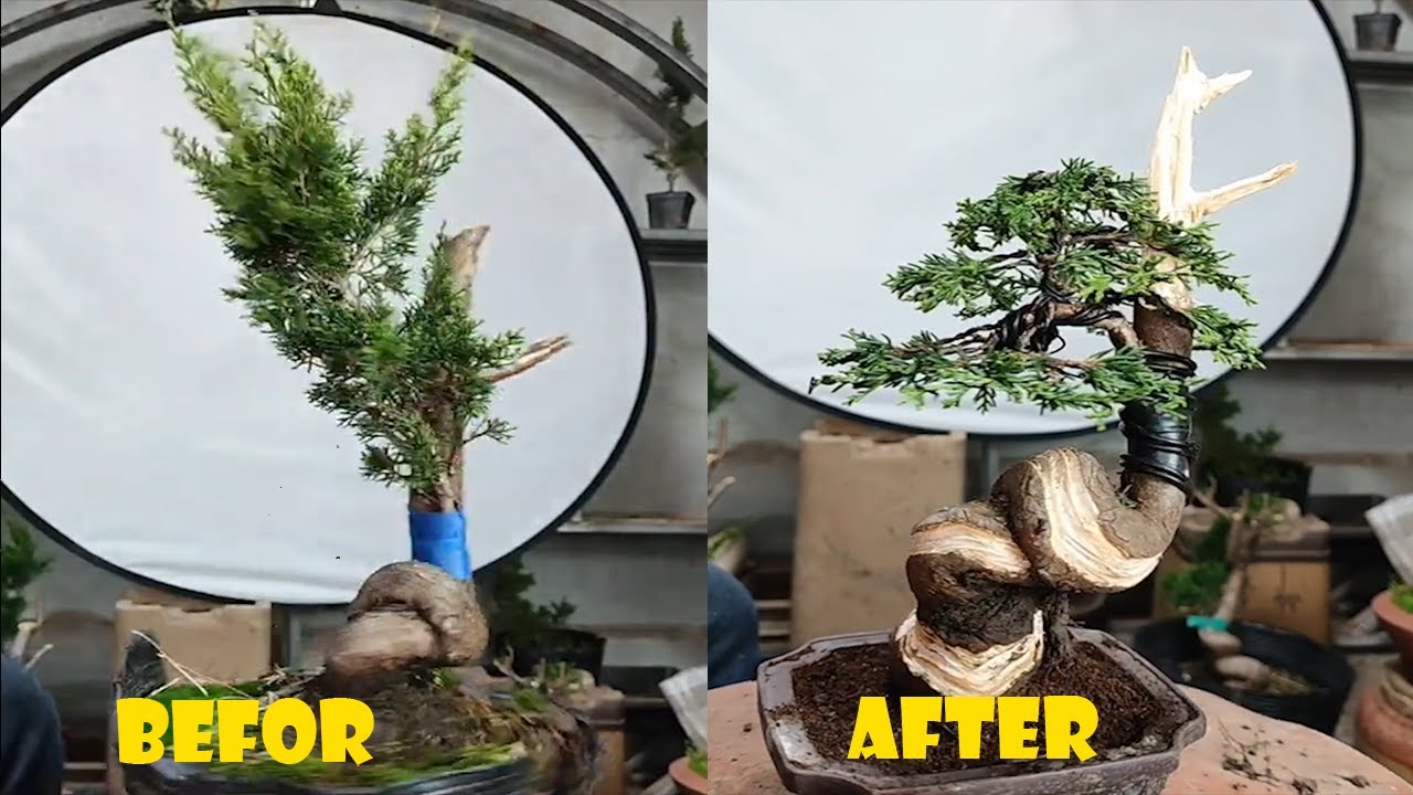 How talented artisans create amazing bonsai shapes #01