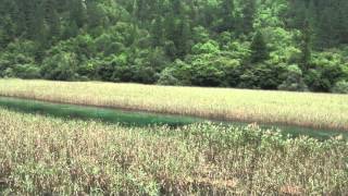20120817蘆葦海6