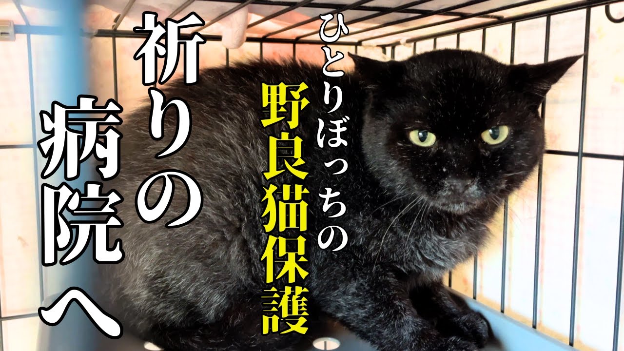 First week of house cat training] Please God, I hope this isn't a