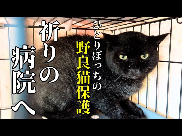 First week of house cat training] Please God, I hope this