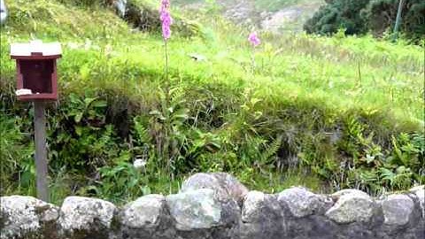 Badger sniffing around and eating peanuts