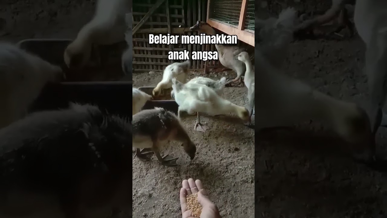 melatih anak angsa supaya nurut & tidak takut sama majikannya