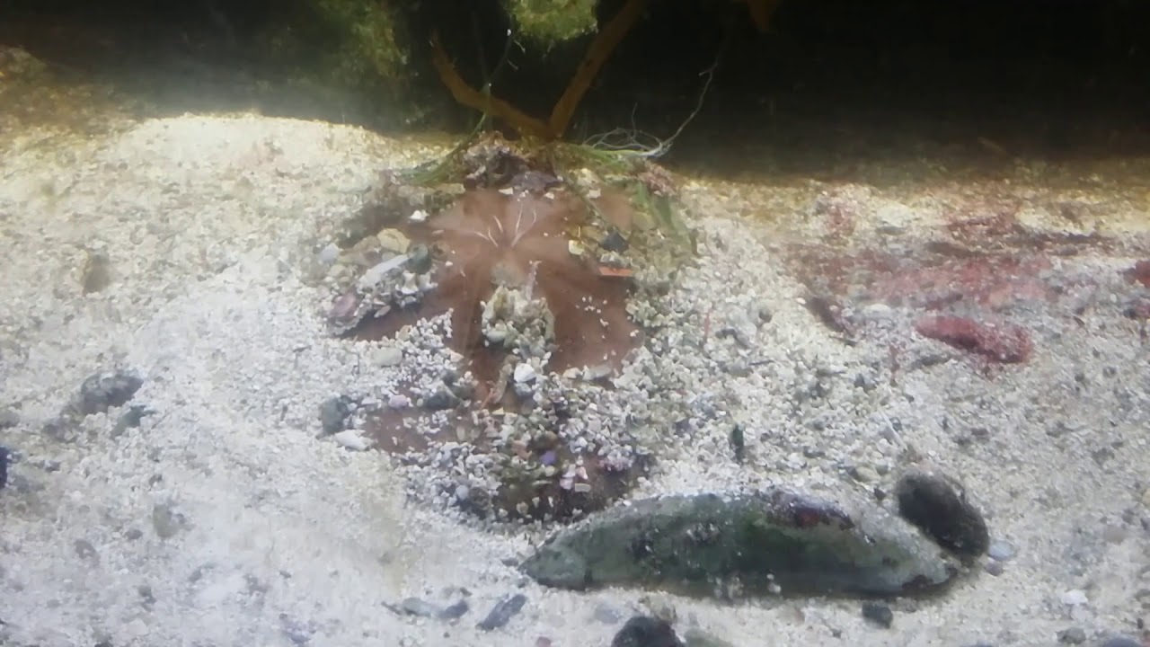 Clypeaster urchin spawning