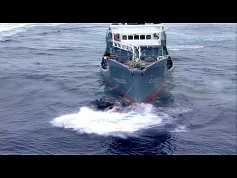 Vídeo: Japão Dá Início à Primeira Caça à Baleia Desde Decisão Judicial Da ONU