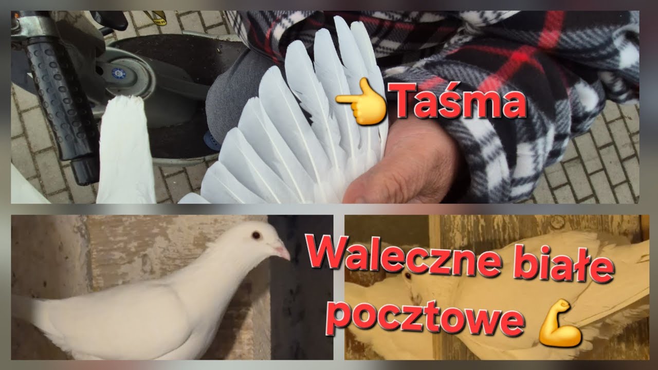 Taśma nie zatrzymała weterana 💪👍Ostra selekcja lotu😉 Cel to 200 na zimę❄️👈🕊