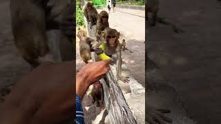Subscribe Jarur Kare 😊#animals #monkey #kindness #love #humanity