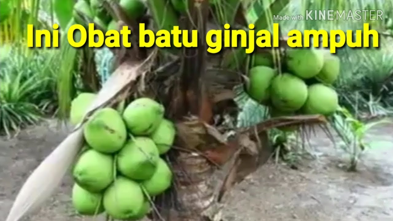 Viral Kelapa Hijau Obat Batu ginjal ampuh selamat mencoba 
