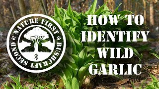 WILD GARLIC: Identification, Foraging & Use || WILD EDIBLES in Bushcraft (Allium Ursinum)