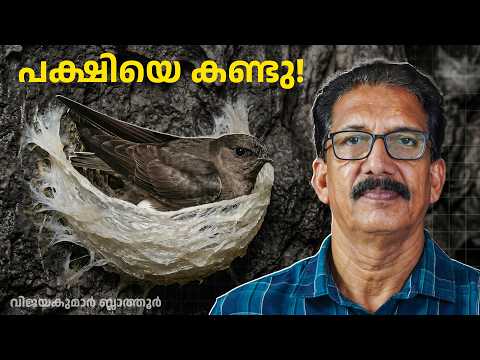 ഉമിനീരുകൊണ്ടു കൂട് പണിയുന്ന പക്ഷിയെ കണ്ടു! Edible-nest Swiftlet in Andaman Limestone Caves