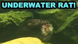 Underwater Rat Retrieval - YouTube