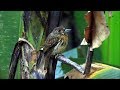 White-whiskered Puffbird in Costa Rica