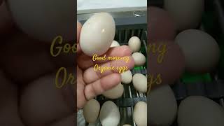 ORGANIC EGGS #short #youtube #organic #viral #eggs #organicfarming #video #vlog #foryou #subscribe