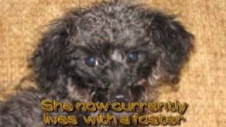 Noodle the Poodle - Available for Adoption