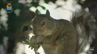 Corbetta E Le Ville Storiche