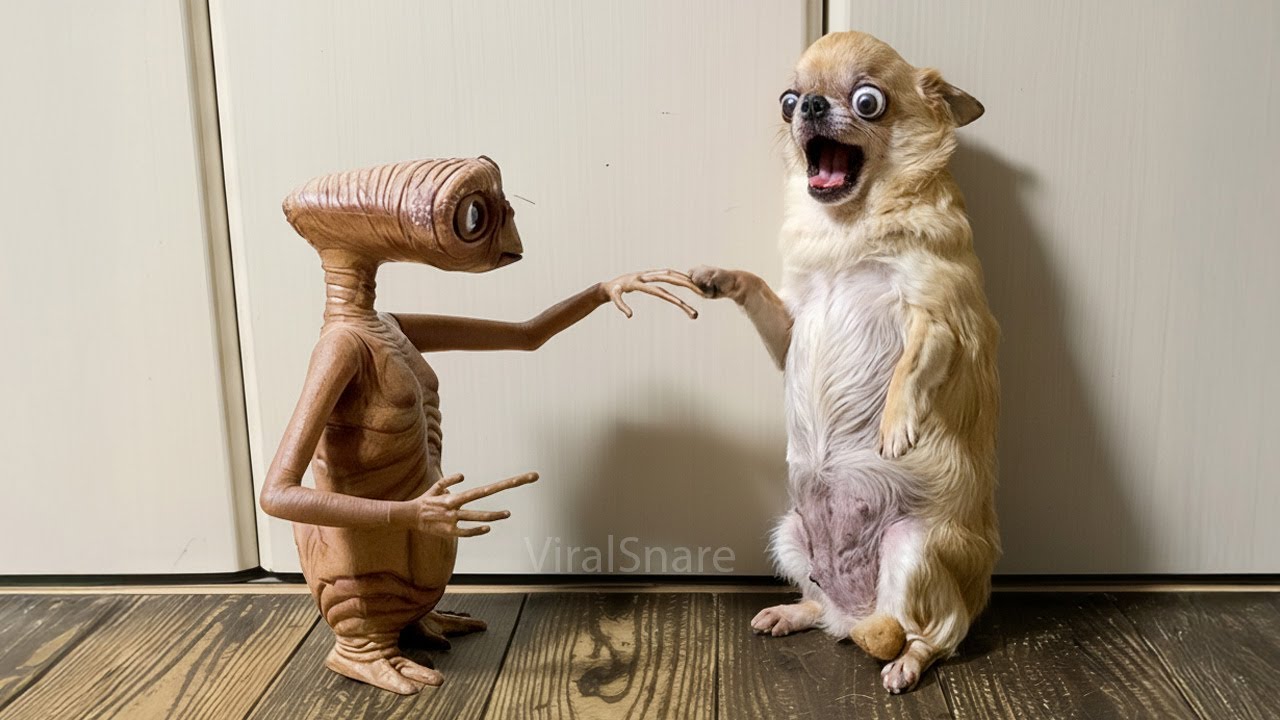 Pets Getting Scared When Animals Get Scared Part 4 – Cats, Dogs & More! - YouTube