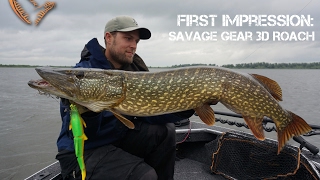 First Impression 3D Roach From Savage Gear