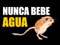 El animal que NUNCA bebe agua: El secreto de la rata canguro 🐭🌵
