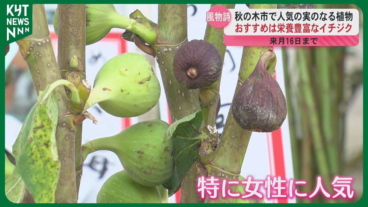 トキちゃん様専用) 穂木 いちじく 【公式通販】