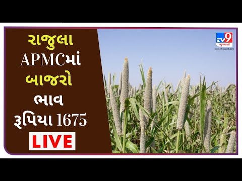 અમરેલીના રાજુલા APMCમાં બાજરો ભાવ રૂપિયા 1675 રહ્યાં,જાણો જુદા જુદા પાકના ભાવ |tv9news