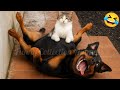 Funny Animal Videos of Cats and Dogs🐶😺 Try Not To Laugh 2025😂