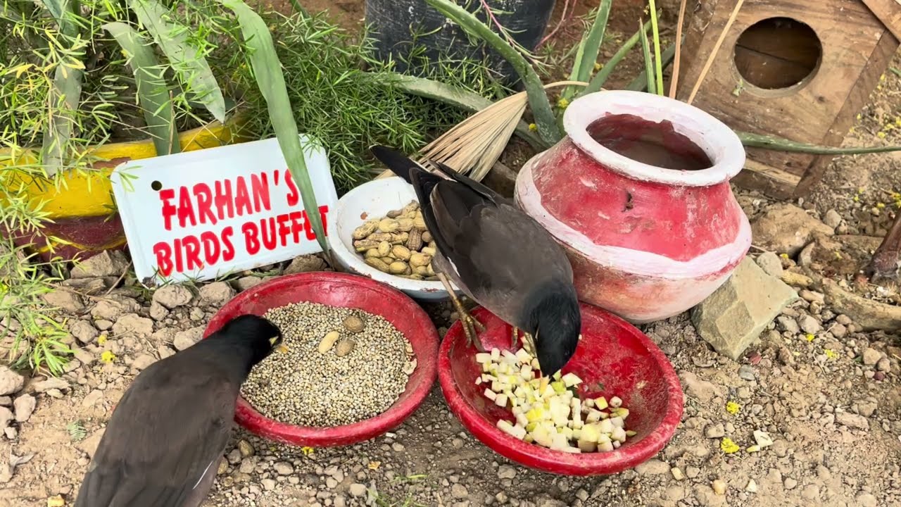 Nature relexing birds | Common Myna Bird   | Myna | Common Myna | Crow | Asian Crow |