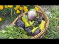 7月の耕さない畑ツアー / 野菜セットオンライン販売開始！