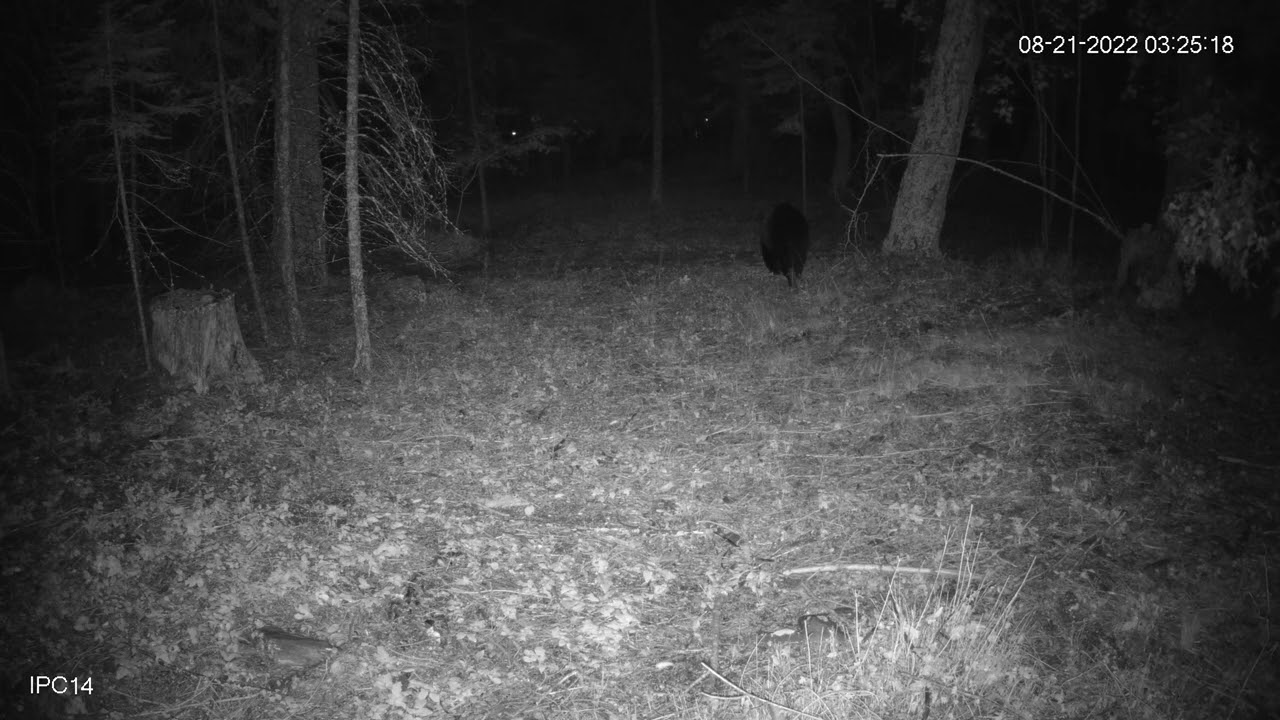 Grizzly Bear. 8/21/2022 YouTube