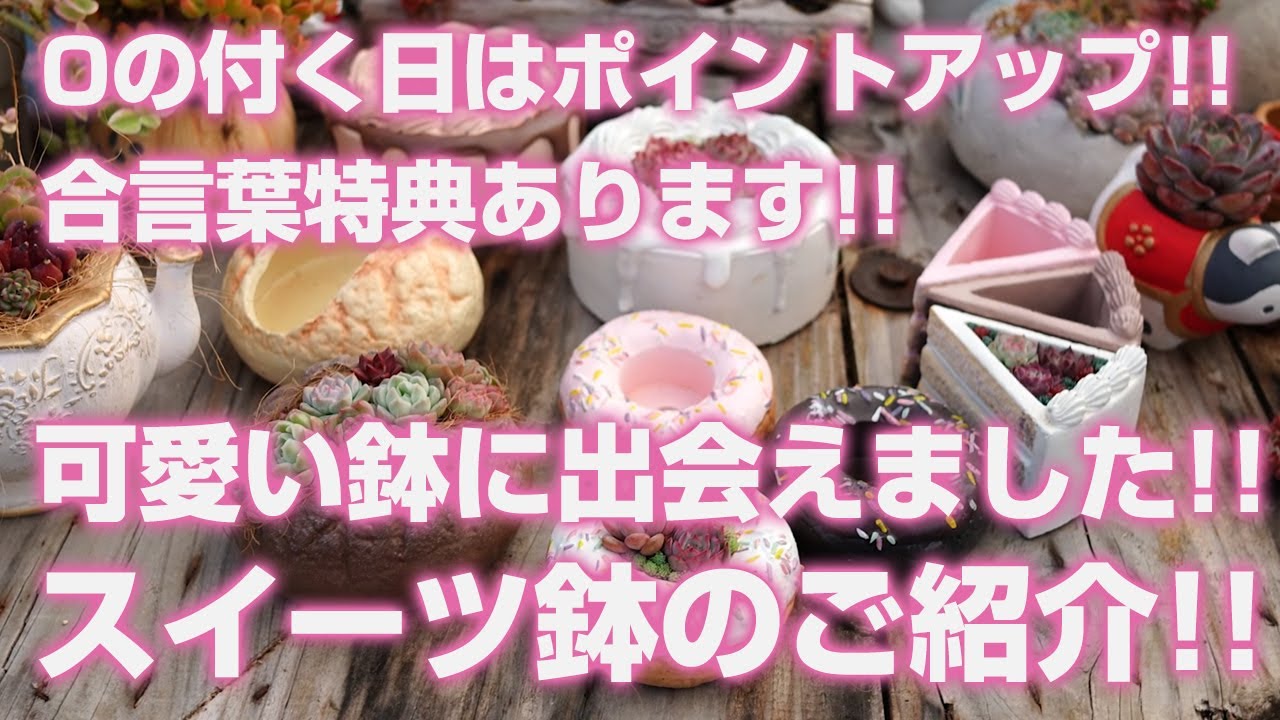 【多肉植物】可愛い鉢に出会えました!!スイーツ鉢のご紹介!!0の付く日はポイントアップ!!合言葉特典あります!!【succulent】トロピカルガーデン