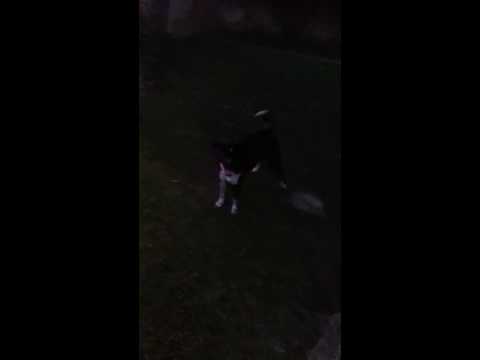 Crazy Running Dog